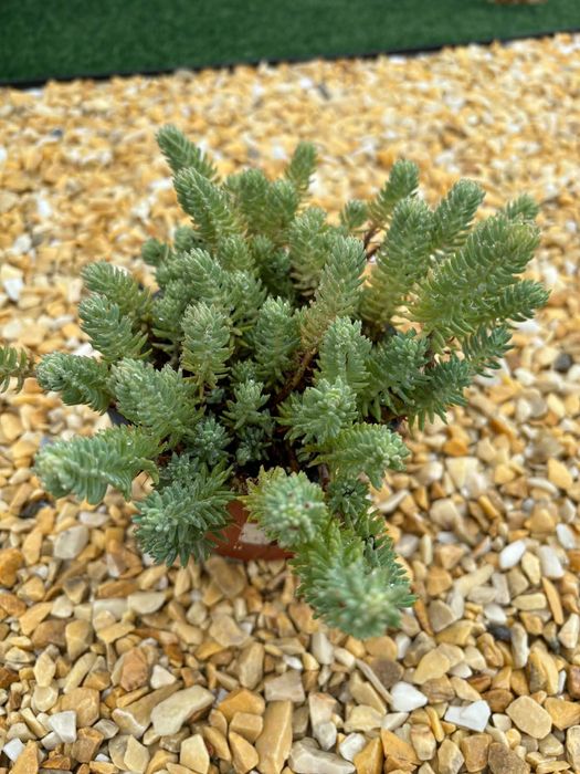 Suculentas, plantas perenes (tapete), várias 1€
