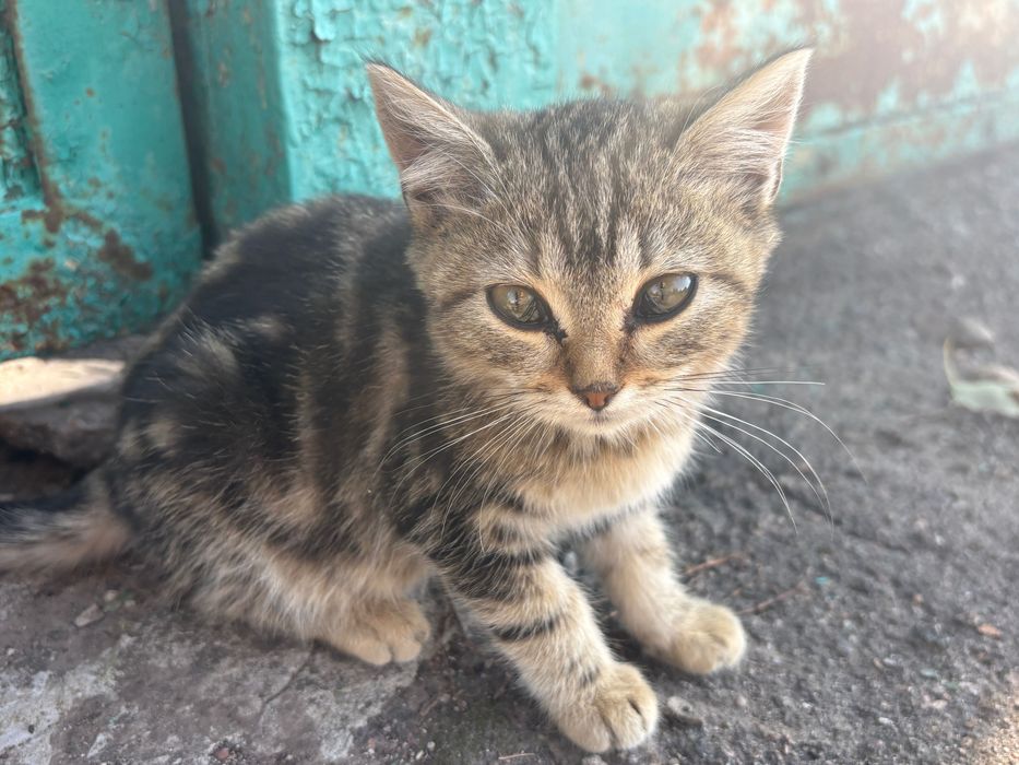 віддам в хороші руки