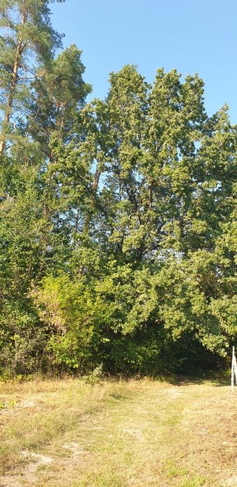 Ексклюзивна земельна ділянка в сосновому лісі, р-н Кавунових дач