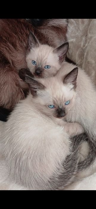 Сіамські, сіамські котята