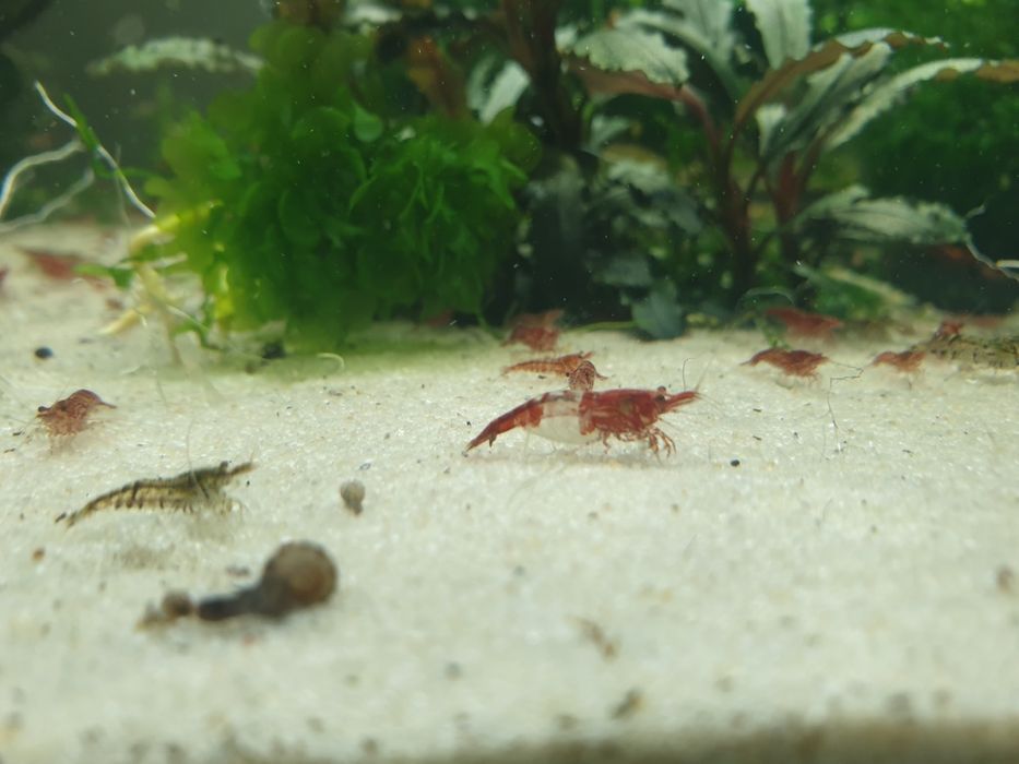 Krewetki neocaridina + gratisy