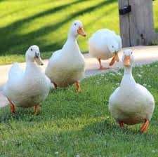 Яйце качки ст 5 орвія