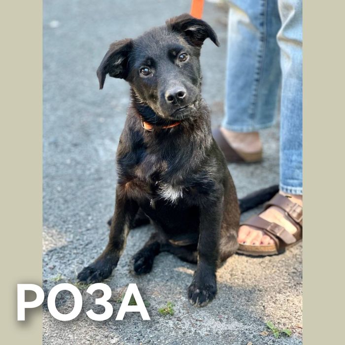 отдам бесплатно щенка, есть мальчики и девочки