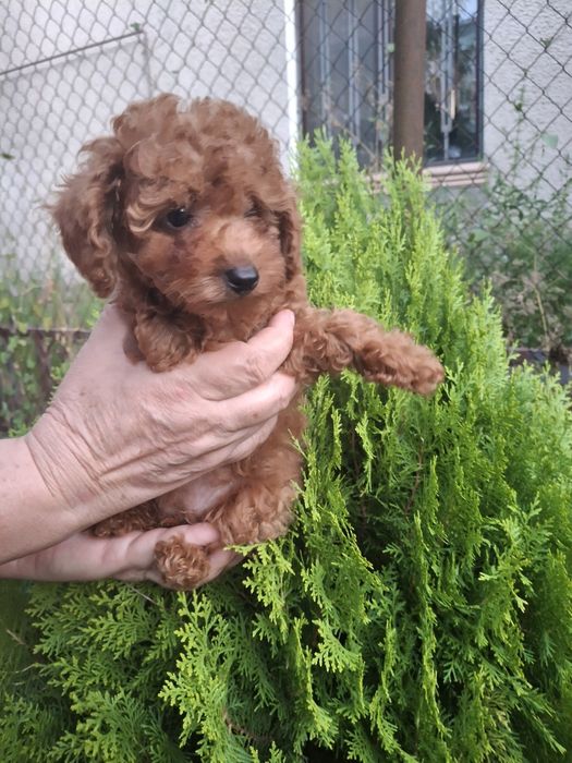 Продам гарних цуценят той-пулеля.
