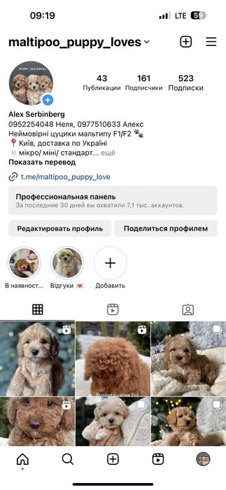 Мальтипу ф1 міні хлопчик казковий