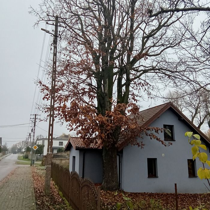 Sprzedam dęba szypułkowego