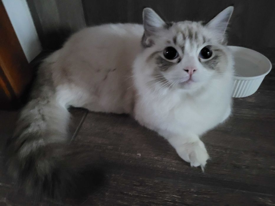 Kocięta ragdoll - samiec