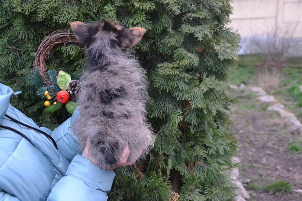 Гарний хлопчик мерлє