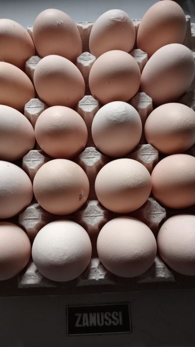 Jajka wiejskie dowóz