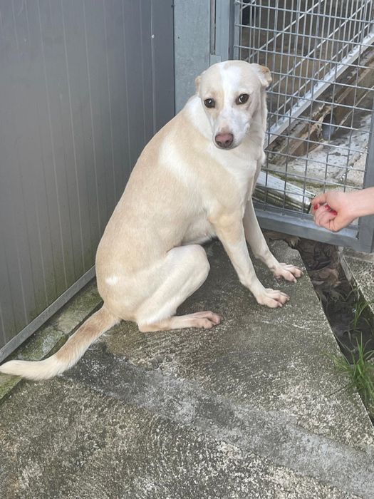 Cadelinha com 3 aninhos para adopção