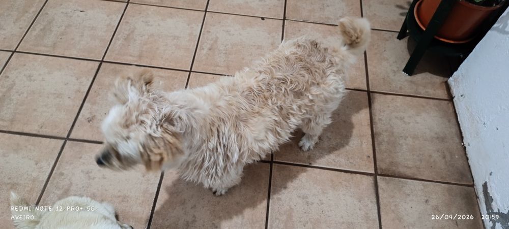 Doa-se cadela adulta, castrada e mansa
