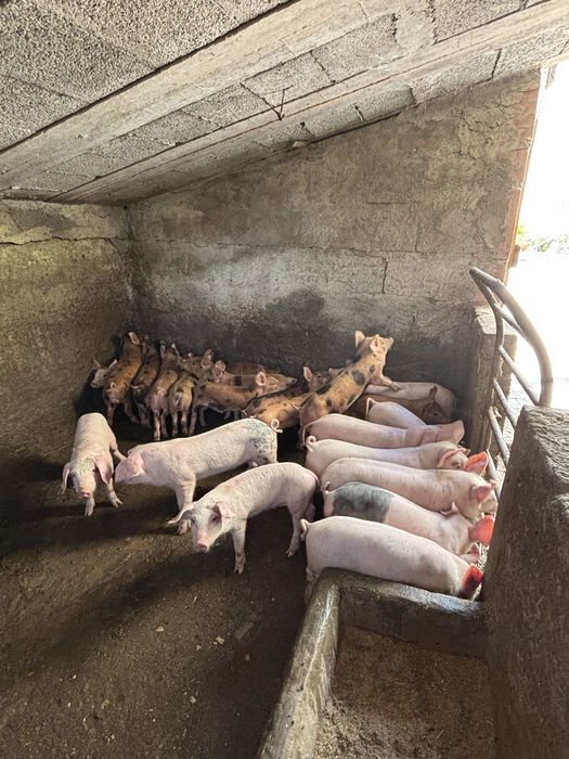Leitões machos e femeas