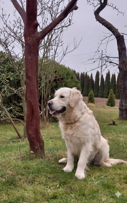 Golden Retriever pies