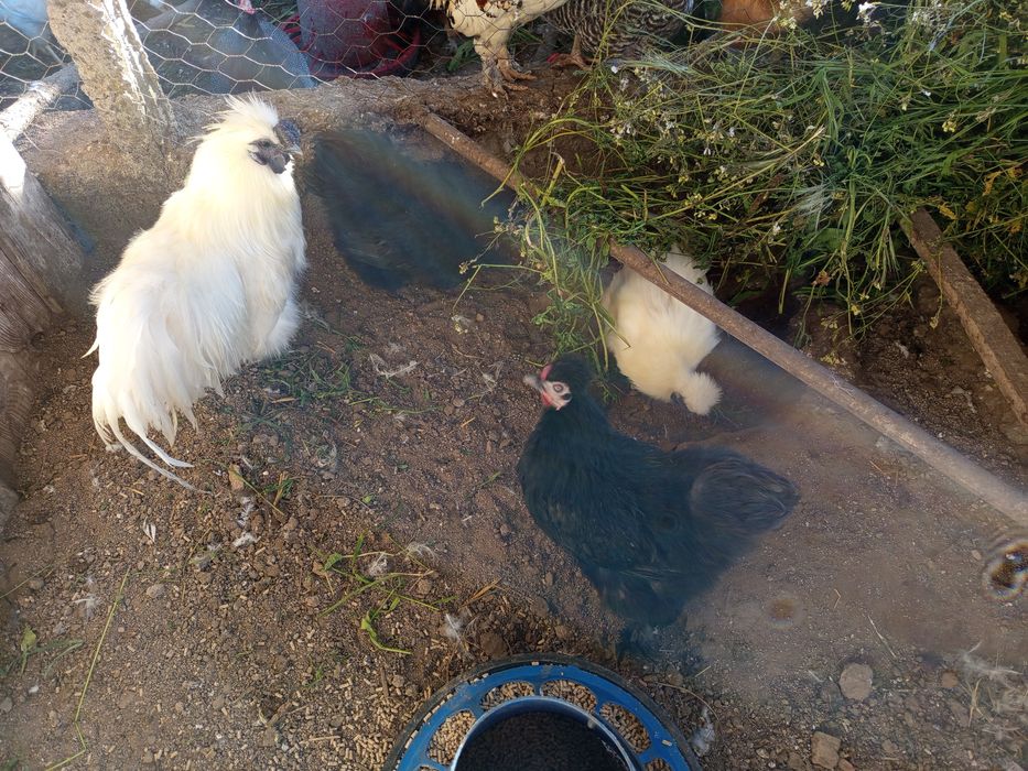 Ovos sedosa faço envios