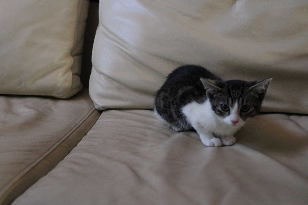 kotka do darmowej adopcji