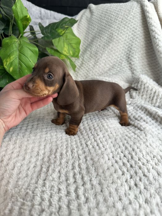 Teckel macho miniatura/kaninchen chocolate tan