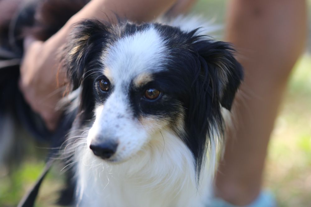 Віддам в добрі руки