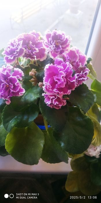 ФИАЛКИ в горшках