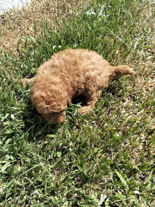 Fêmea caniche toy disponível para integrar