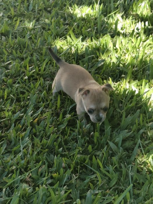 Fêmea Chihuahua disponível
