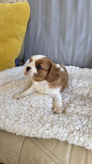 King Charles Cavalier Bicolor Fêmea