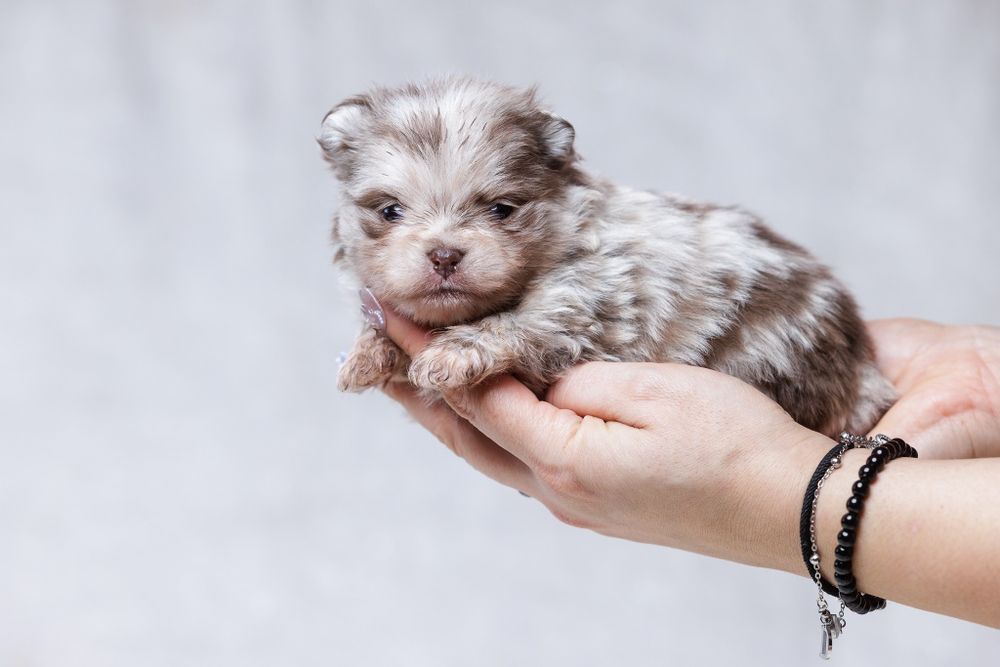 Szpic miniaturowy*Pomeranian* Chłopczyk CHOCO MERLE