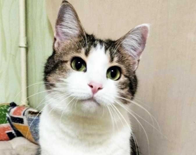 Кішка Кошка Фелічіта 1.5 роки безкоштовно