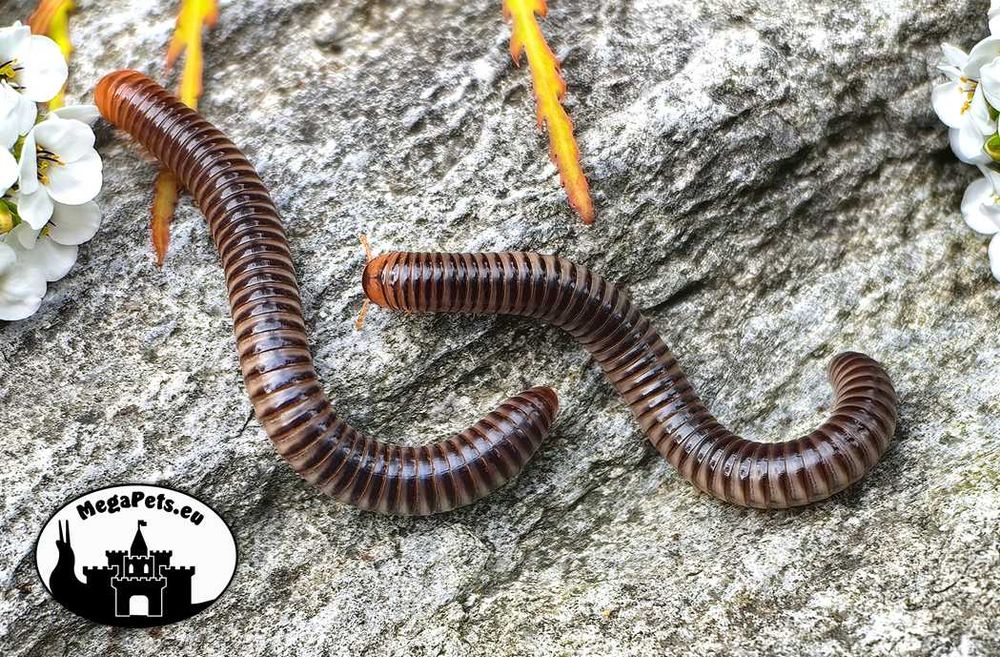 Chicobolus spinigerus Krocionóg Stonoga Wije Karaczany Izopody Ślimak