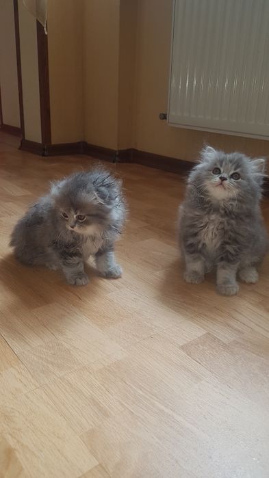 Вязка кот вислоухий ищет невесту