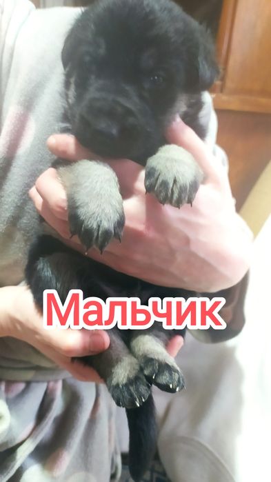 Продам щенков овчарки (ГОТОВЯТСЯ К ПРОДАЖЕ)