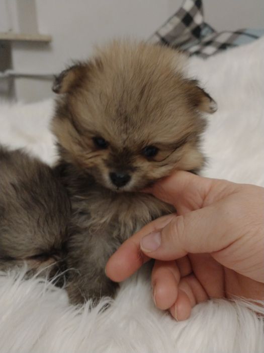 Szpic miniaturowy pomeranian chłopak