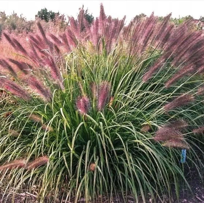 Rozplenica Red head c2