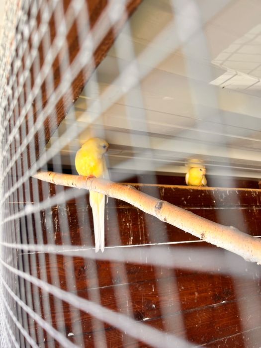 Sprzedam papugi młode samice Aleksandretty nimfy