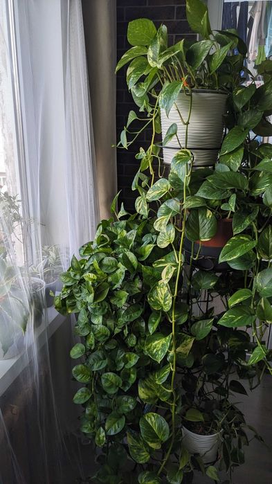 Сциндапсус епіпремнум  Марбл Квін  Глобал Грін Голден Марбл Квин Потос