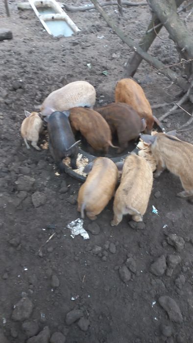 Продам поросят 1 місяць