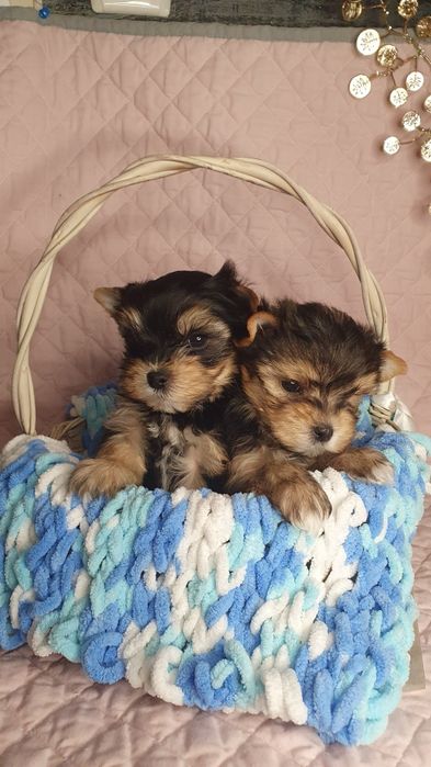 Малыши йорики мажорики