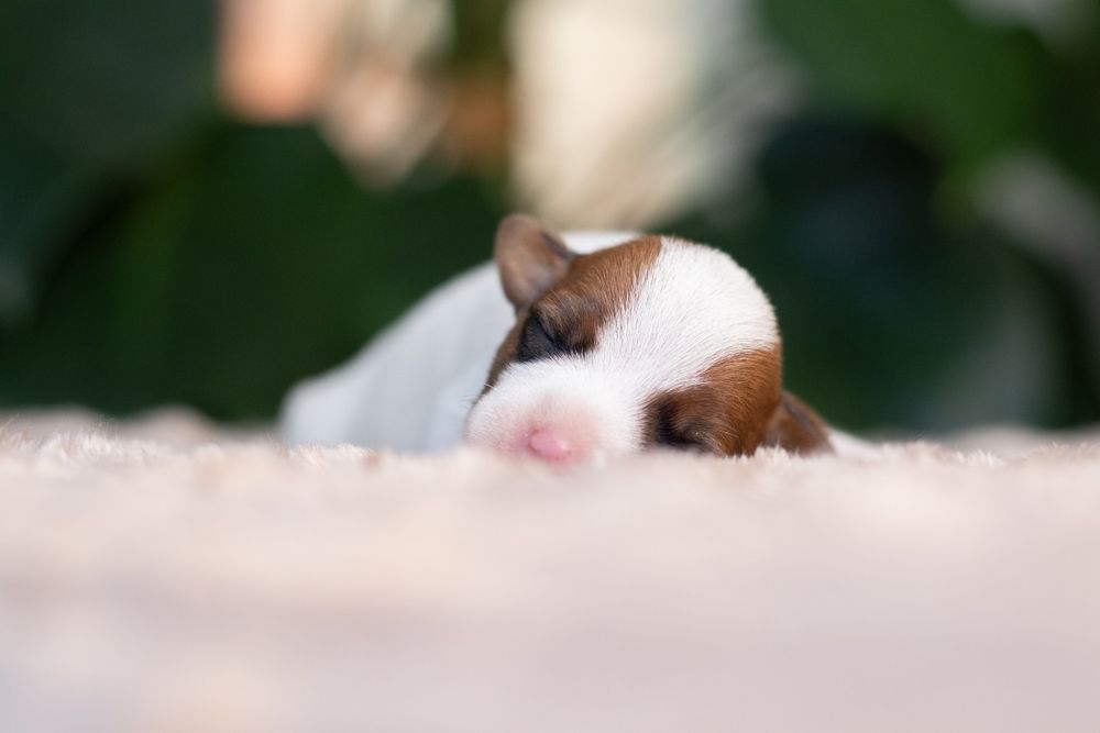 Suczka Parson Russell Terrier - ZKwP