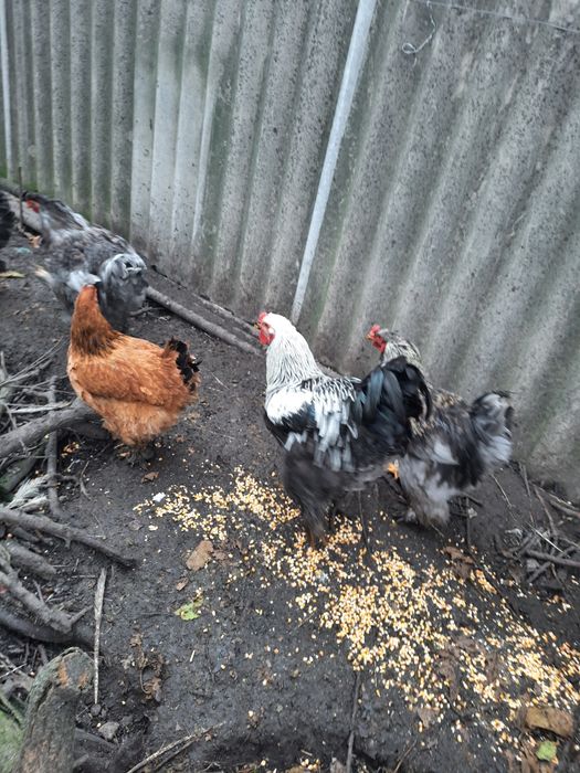 Продам півника темної Брами