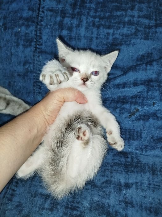 Котята срібна шиншила