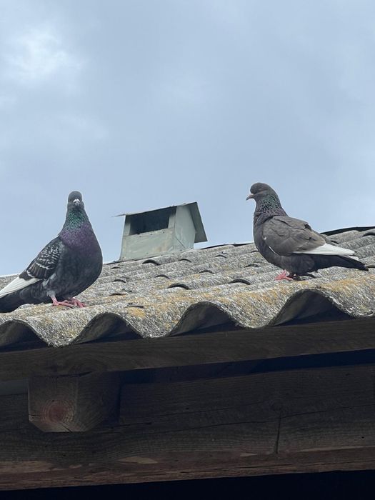 Gołębie Rysie Para