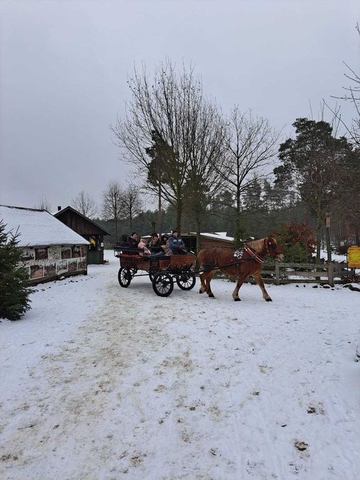Impreza Kulig konny Supraśl Ogrodniczki Białystok Sanie Konie bryczka