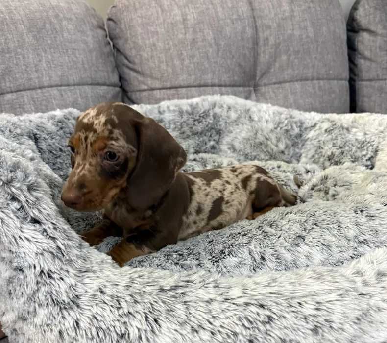 Teckel choco merle