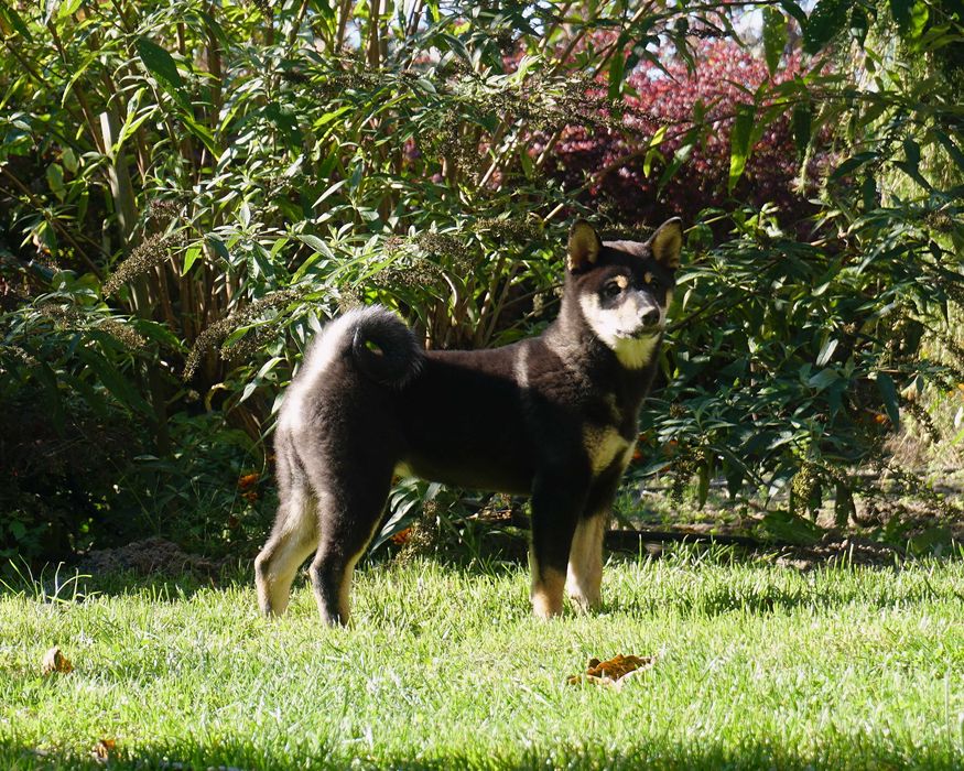 shiba inu czarna suczka szczeniaczek