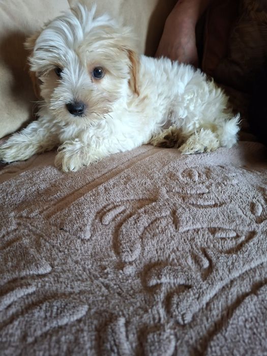 Yorkshire Terrier brewier dziewczynka