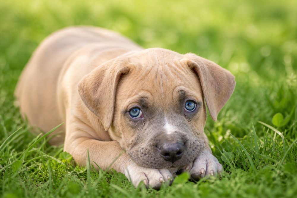 Mega rodzinna i oddana suczka Amstaff!