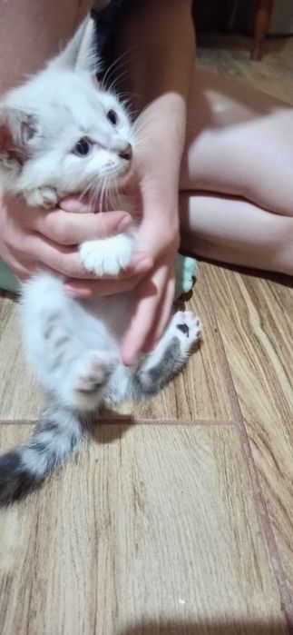 Кошенята дівчата