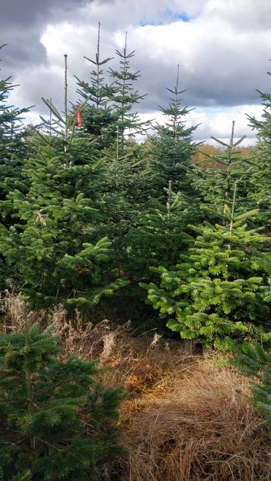 Choinki jodła kaukaska, świerk srebrny.