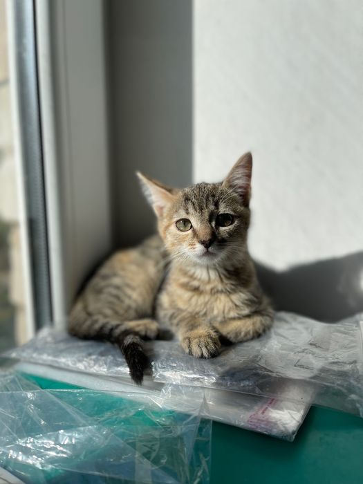 Котята котики отдам котенок девочка