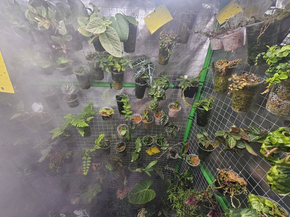 Rośliny tropikalna do terrarium i kolekcjonerskie