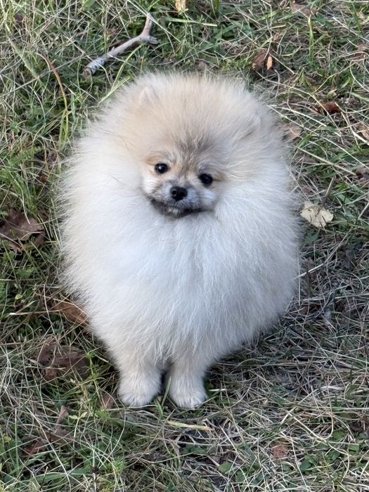 Міні красунечка шпіцулька